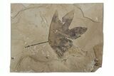 Fossil Sycamore (Macginitiea) Leaf - Green River Formation, Utah #218120-1
